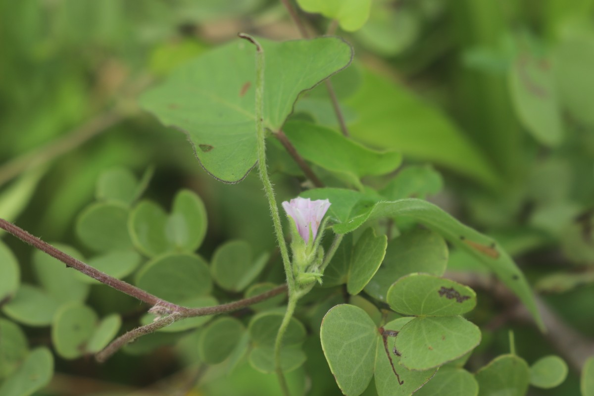 Ipomoea eriocarpa R.Br.